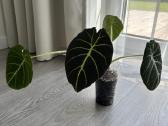 Alocasia Platinum - nuotraukos Nr. 4