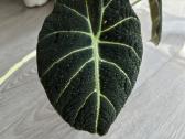 Alocasia Platinum - nuotraukos Nr. 5