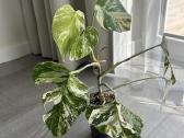 Alocasia Platinum - nuotraukos Nr. 6