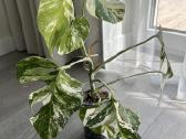 Alocasia Platinum - nuotraukos Nr. 7