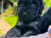 Phantom nykštukiniai pudeliai - nuotraukos Nr. 4