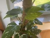 Filodendras Philodendron White Wizard