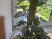 Filodendras Philodendron White Wizard - nuotraukos Nr. 2