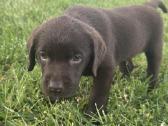 Labradori retriveris