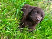 Labradori retriveris - nuotraukos Nr. 2