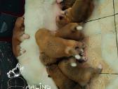 Akita inu - nuotraukos Nr. 3