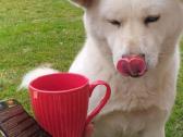 Akita inu