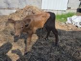 4 mesines mišrūnės telyčaitės