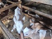 4 mesines mišrūnės telyčaitės - nuotraukos Nr. 2