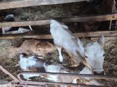 4 mesines mišrūnės telyčaitės - nuotraukos Nr. 3