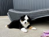 Mini Aussie /Miniatiūrinis amerikos avigan. /Mas - nuotraukos Nr. 3