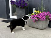 Mini Aussie /Miniatiūrinis amerikos avigan. /Mas - nuotraukos Nr. 4