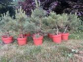 Juodosios pušys (pinus nigra) 65-95cm (be vazono)