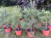 Juodosios pušys (pinus nigra) 65-95cm (be vazono) - nuotraukos Nr. 2