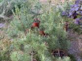 Juodosios pušys (pinus nigra) 65-95cm (be vazono) - nuotraukos Nr. 3