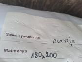 Čiužinys 1.8x2.0