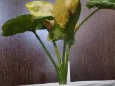 Syngonium Orm Tong var. - nuotraukos Nr. 2