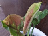 Syngonium Orm Tong var. - nuotraukos Nr. 3