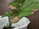 Syngonium pink splash alliusion - nuotraukos Nr. 3