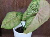 Syngonium podophyllum 'Pink Splash'alliusion