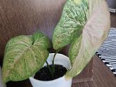 Syngonium podophyllum 'Pink Splash'alliusion - nuotraukos Nr. 2