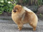 Pomeranijos špicas Wales
