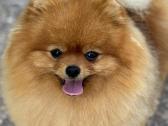Pomeranijos špicas Wales - nuotraukos Nr. 2