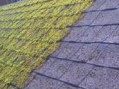 Green Free priemonė kuri naikina samanas, kerpes. - nuotraukos Nr. 7