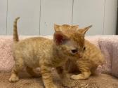 Devon Rex - nuotraukos Nr. 2