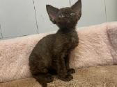 Devon Rex - nuotraukos Nr. 3