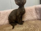 Devon Rex - nuotraukos Nr. 4