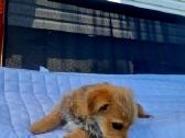 3 mėnesių mišruniukas - nuotraukos Nr. 4