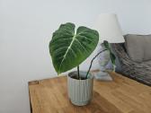 Philodendron Gloriosum - nuotraukos Nr. 2