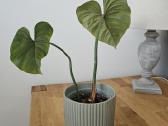 Philodendron Gloriosum - nuotraukos Nr. 3