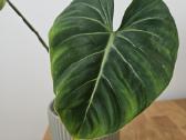 Philodendron Gloriosum - nuotraukos Nr. 4