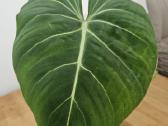 Philodendron Gloriosum - nuotraukos Nr. 5