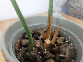Philodendron Gloriosum - nuotraukos Nr. 7