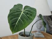 Philodendron Gloriosum