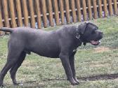 Parduodamas metukų kilmingas Cane Corso