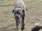 Parduodamas metukų kilmingas Cane Corso - nuotraukos Nr. 2