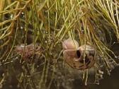 Leopard ramshorn / leopardiniai trimitininkai - nuotraukos Nr. 3