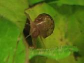 Leopard ramshorn / leopardiniai trimitininkai - nuotraukos Nr. 5