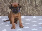 Rodezijos Ridžbekas - nuotraukos Nr. 6