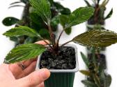 Anubias Petite, Bucephalandra, samanos - nuotraukos Nr. 3