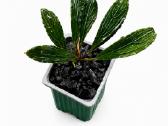 Anubias Petite, Bucephalandra, samanos - nuotraukos Nr. 4