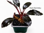 Anubias Petite, Bucephalandra, samanos - nuotraukos Nr. 5