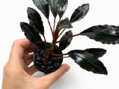 Anubias Petite, Bucephalandra, samanos - nuotraukos Nr. 6
