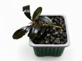 Anubias Petite, Bucephalandra, samanos - nuotraukos Nr. 2