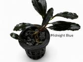 Anubias Petite, Bucephalandra, samanos - nuotraukos Nr. 7