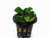 Anubias Petite, Bucephalandra, samanos - nuotraukos Nr. 10
